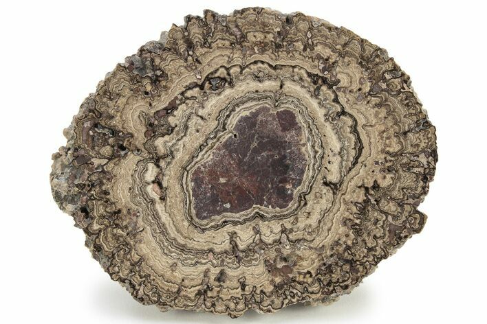 Polished, Cretaceous, Oncolite Stromatolite Fossil - Mexico #228872